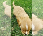 Small Photo #5 Cavalier King Charles Spaniel Puppy For Sale in BELVIDERE, IL, USA