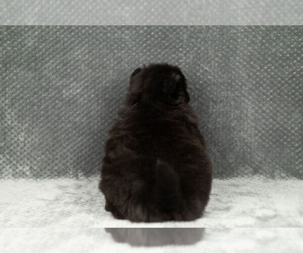 Medium Photo #7 Chow Chow Puppy For Sale in NAPPANEE, IN, USA