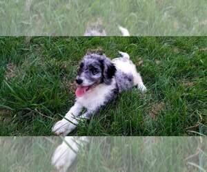 Bernedoodle Puppy for sale in CLANTON, AL, USA