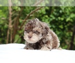 Small #8 ShihPoo