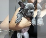 Small Photo #22 French Bulldog Puppy For Sale in SAN BERNARDINO, CA, USA