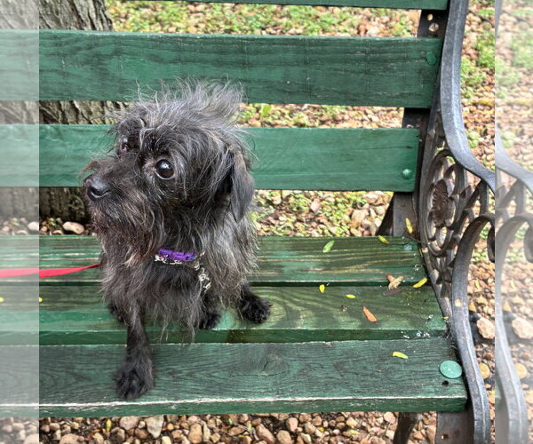 Medium Photo #3 Mutt Puppy For Sale in St. Louis Park, MN, USA