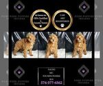 Small Photo #83 Poodle (Miniature) Puppy For Sale in WARSAW, IN, USA