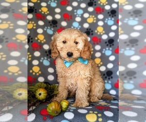 Goldendoodle (Miniature) Puppy for sale in KIRKWOOD, PA, USA