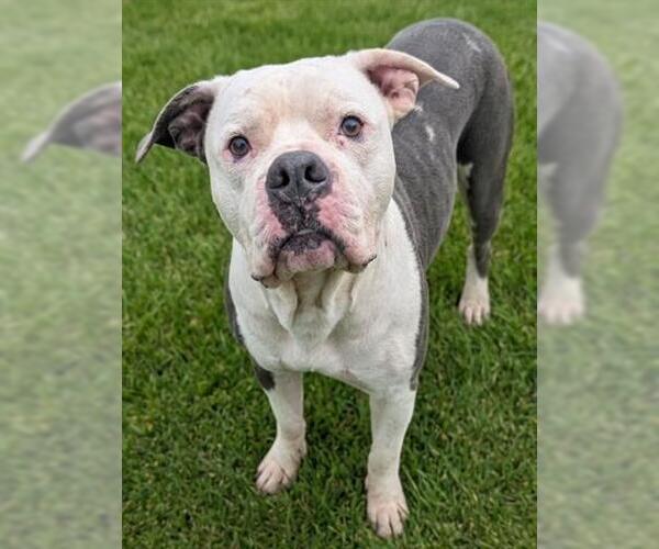 Medium Photo #1 American Bulldog-Unknown Mix Puppy For Sale in Akron, OH, USA