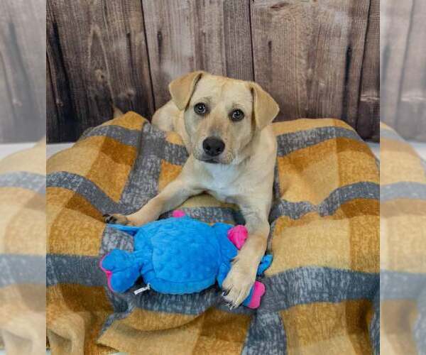 Medium Photo #3 Labrador Retriever-Retriever  Mix Puppy For Sale in Kennesaw, GA, USA