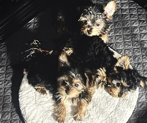 Yorkshire Terrier Puppy for Sale in NORCROSS, Georgia USA