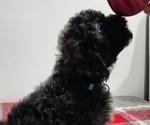 Small Shih-Poo