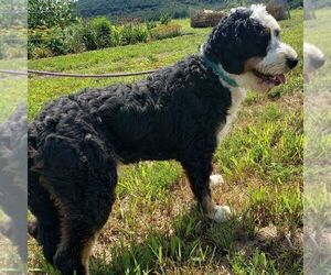 Father of the Bernedoodle (Miniature) puppies born on 04/21/2025