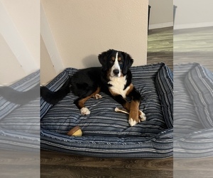 Bernese Mountain Dog Puppy for sale in SILVERDALE, WA, USA