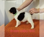 Small Photo #5 Poodle (Standard) Puppy For Sale in GREENVILLE, TX, USA