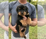 Small Photo #5 Rottweiler Puppy For Sale in BAINBRIDGE IS, WA, USA