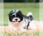 Small Photo #38 Shih Tzu Puppy For Sale in WARSAW, IN, USA