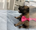 Small Photo #209 Belgian Malinois Puppy For Sale in REESEVILLE, WI, USA