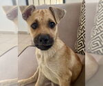 Small #1 Pug Mix