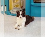Small #3 Border Collie