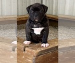 Puppy Male 1 American Bulldog
