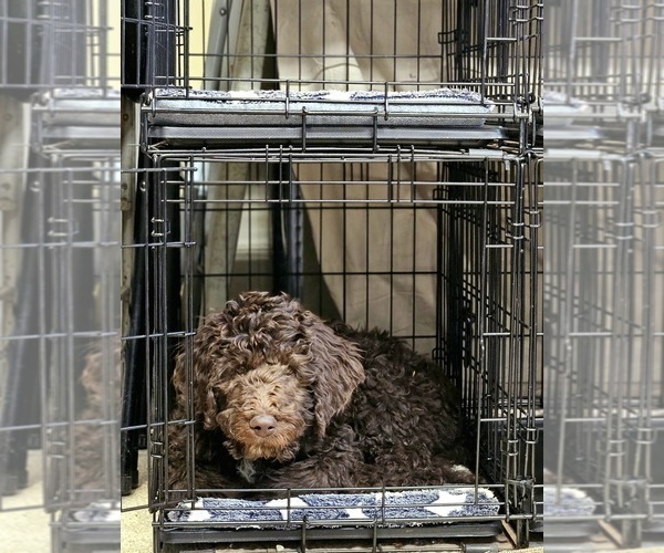 Medium Photo #8 Double Doodle Puppy For Sale in JEDDO, MI, USA