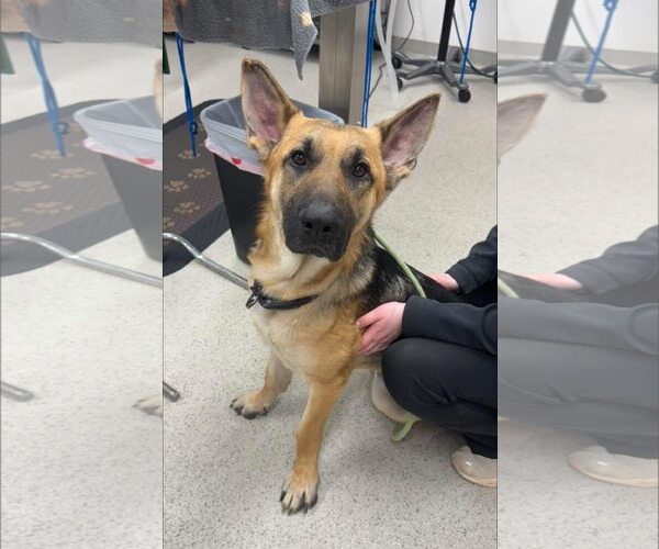 Medium Photo #2 German Shepherd Dog-Unknown Mix Puppy For Sale in Darlington, MD, USA