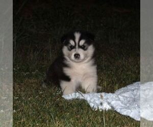 Alaskan Malamute Puppy for sale in CROGHAN, NY, USA