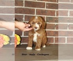 Small #2 Cockapoo (Miniature)