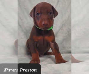 Doberman Pinscher Puppy for sale in POMEROY, OH, USA