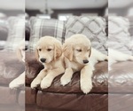 Small Photo #1 Golden Retriever Puppy For Sale in JACKSONVILLE, TX, USA