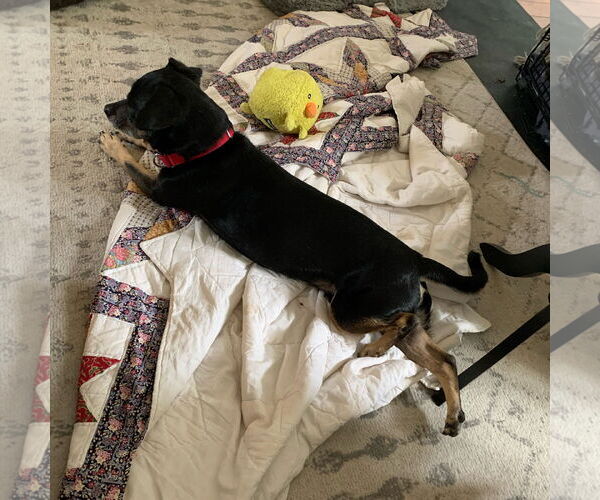 Medium Photo #46 Mutt Puppy For Sale in Philadelphia, PA, USA