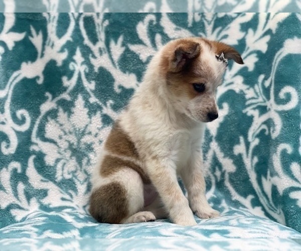 Medium Photo #2 Texas Heeler Puppy For Sale in LAKELAND, FL, USA