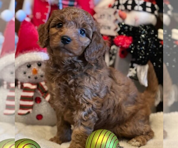 Medium Photo #3 Goldendoodle-Poodle (Miniature) Mix Puppy For Sale in OTTAWA, KS, USA