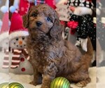 Small Photo #3 Goldendoodle-Poodle (Miniature) Mix Puppy For Sale in OTTAWA, KS, USA