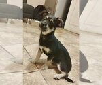 Small #1 Mutt