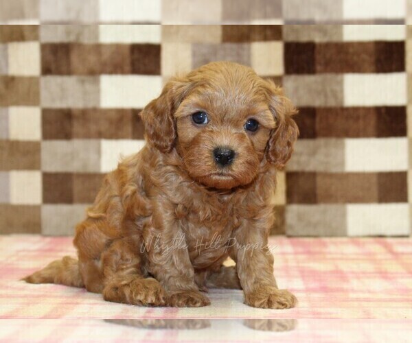 Medium Photo #5 Cavapoo (Miniature) Puppy For Sale in DENVER, PA, USA