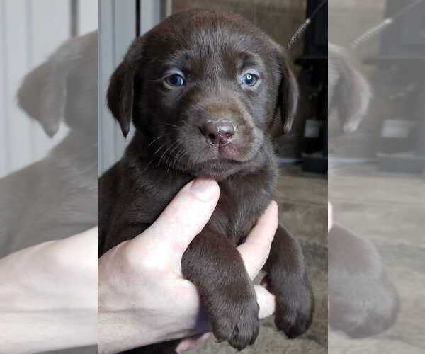 Medium Photo #13 Labrador Retriever Puppy For Sale in OLYMPIA, WA, USA