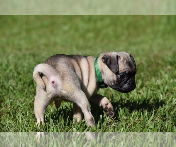 Medium Photo #3 Pug Puppy For Sale in PALM COAST, FL, USA