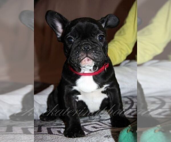 Medium Photo #3 French Bulldog Puppy For Sale in Moscow, Moscow, Russia