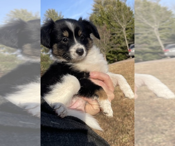 Medium Photo #44 Border Collie-Papillon Mix Puppy For Sale in CULPEPER, VA, USA