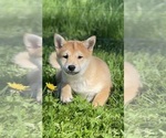 Small #4 Shiba Inu