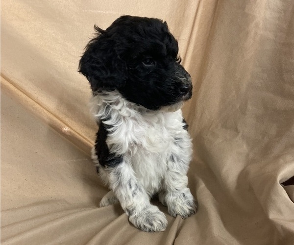 Medium Photo #6 Poodle (Standard) Puppy For Sale in CHETEK, WI, USA