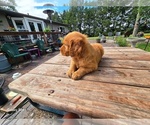 Small #2 Golden Retriever