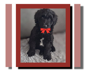 Whoodle Puppy for sale in TOPEKA, IN, USA