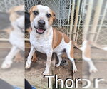 Small #5 Red Heeler-Staffordshire Bull Terrier Mix