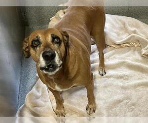 Labralas Dogs for adoption in Orange, CA, USA