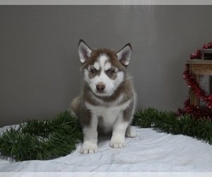 Siberian Husky Puppy for sale in HOLMESVILLE, OH, USA