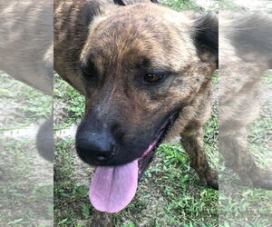 Plott Hound-Unknown Mix Dogs for adoption in LANEVILLE, TX, USA