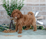 Puppy Tulip Goldendoodle mix (+ Poodle Miniature)