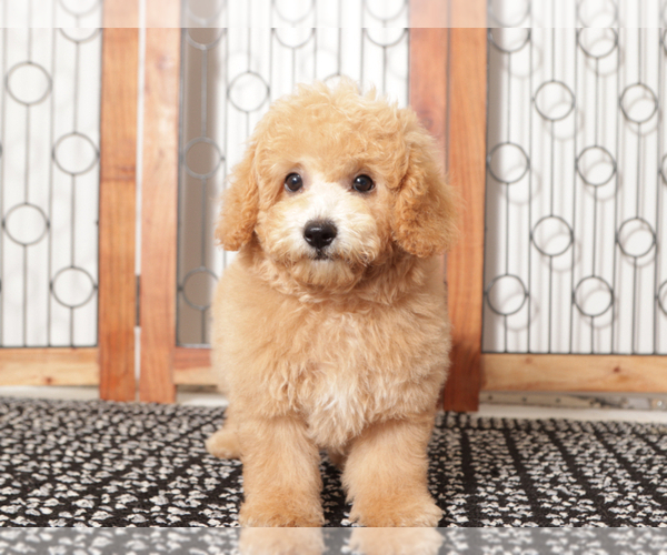 Medium Photo #3 Poochon Puppy For Sale in NAPLES, FL, USA