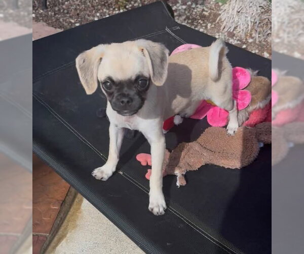 Medium Photo #2 Puggle Puppy For Sale in Lake Elsinore, CA, USA