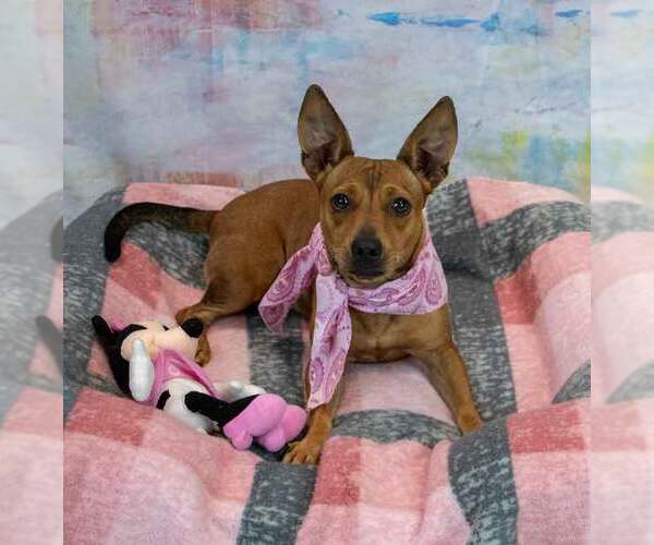 Medium Photo #2 Jackshund Puppy For Sale in Kennesaw, GA, USA