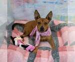 Small #1 Jackshund